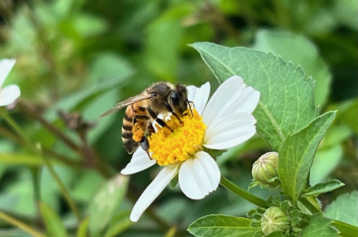 A close up photo of a honeybee on a white and yellow flower with green plants all around.