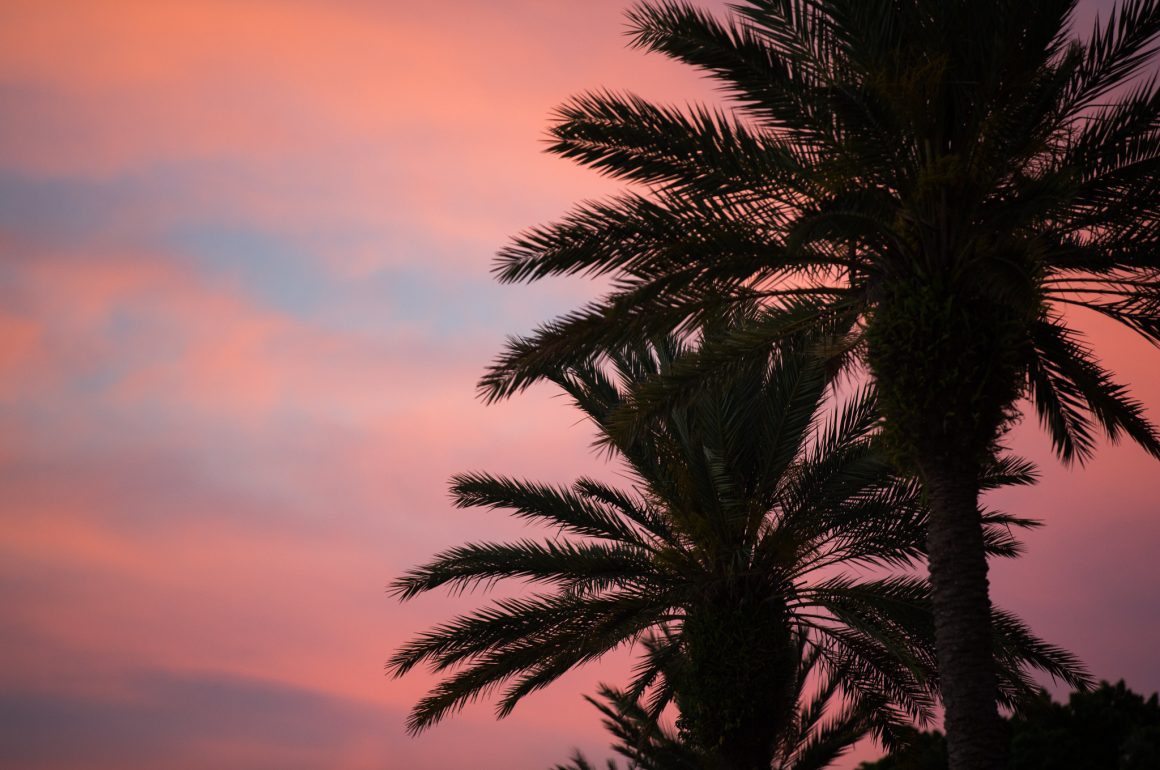 A photo of palm trees in silhouette with a pink sunrise in background.